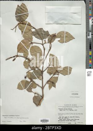 Viburnum acutifolium subsp microphyllum. Stock Photo