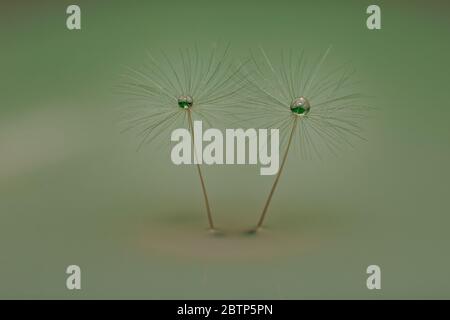 Beautiful drop of water on a dandelion flower seed macro in nature. Beautiful deeply saturated green, silver and red background, free space for text. Stock Photo