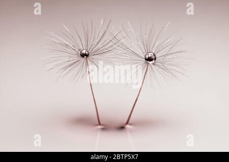 Beautiful drop of water on a dandelion flower seed macro in nature. Beautiful deeply saturated green, silver and red background, free space for text. Stock Photo