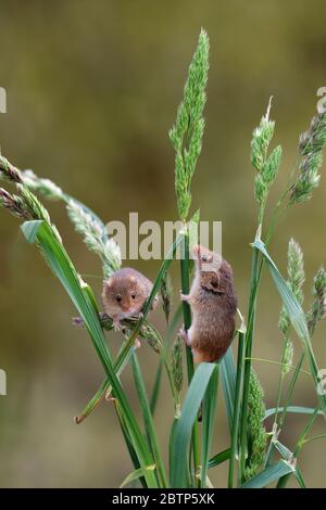 Two harvest mice on stems of grass playing. Set against a natural setting with no people and copy space Stock Photo