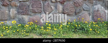 Red  abandoned old granite castle  wall on a hill with flowering dandelions. Panoramic collage from several outdoor spring photos Stock Photo