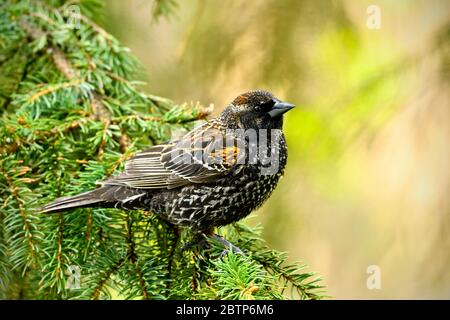 An immature red-winged blackbird "Agelaius phoeniceus", male perched on a spruce tree branch in rural Alberta Canada. Stock Photo