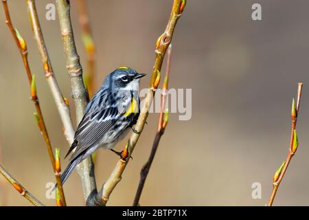 A side view of a Yellow-rumped warbler 'Dendroica coronata', perched on some willow branches watching for insects at the beaver boardwalk near Hinton Stock Photo