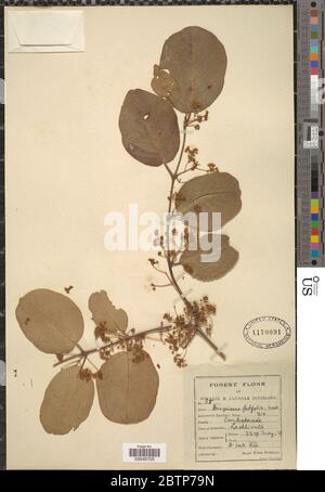 Anogeissus latifolia. Stock Photo