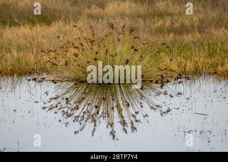 Lovely water reflection of blooming bush, autumnal symmetry scene of lake and defocused blurred reed in pastel colors. Photo taken at lake Vistonida, Xanthi region, Northern Greece Stock Photo