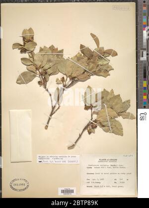 Cassipourea ceylanica Gardner Alston. Stock Photo
