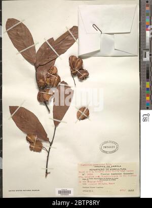 Combretum psidioides Welw subsp psidioides. Stock Photo