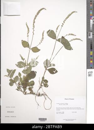 Cyathula prostrata L Blume. Stock Photo
