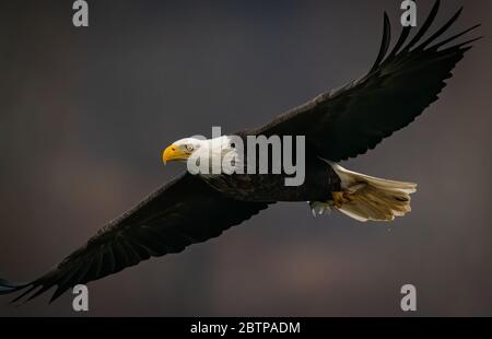 Close up side view of a Bald Eagle flying in dark background above the Susquehanna River in Maryland Stock Photo