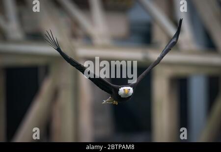 Close up view of a Bald Eagle flying above the Susquehanna River in Maryland Stock Photo