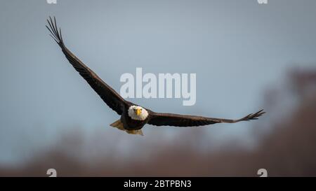 Close up view of a Bald Eagle spreading wings against blue sky above the Susquehanna River in Maryland Stock Photo