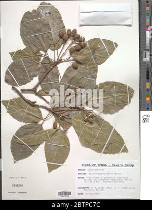 Elaeocarpus tonganus Burkill. Stock Photo