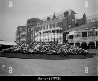 Royal Ascot . One of the finest displays of hydrangeas ever seen at Ascot at the back of the royal enclosure . 13 June 1932 Stock Photo