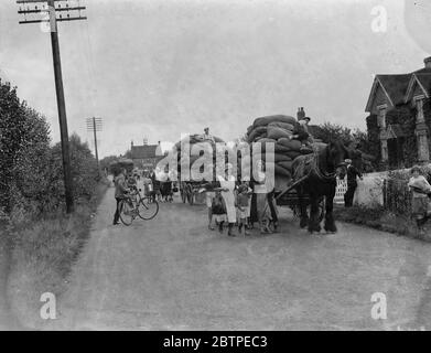Hop picking . 1935 . Stock Photo