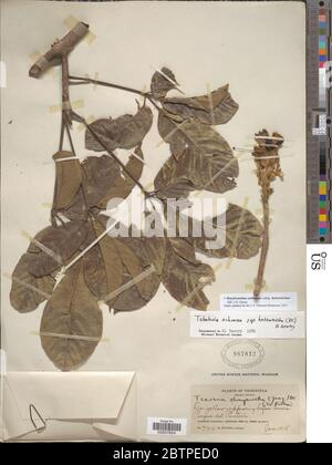 Handroanthus ochraceus subsp heterotrichus DC SO Grose. Stock Photo