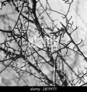 Hawthorn blossom . 1939 Stock Photo