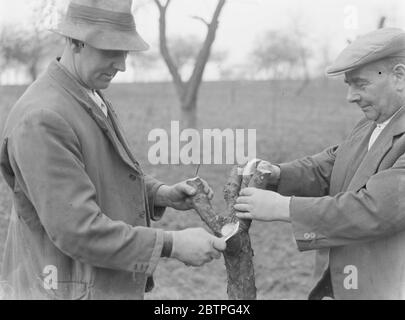 Men grafting apple trees . 1939 . Stock Photo