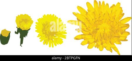Taraxacum officinale yellow flower set, from small to bigger vector illustration Stock Vector