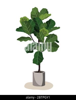 Beautiful fiddle leaf tree in ceramic pot on white background. Ficus Lyrata vector illustration. Stylish houseplant design element for modern interior Stock Vector