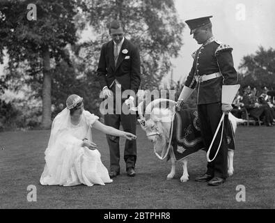 Goat As Wedding Guest . Surrey Village Turns Out To Watch Bride ' S 