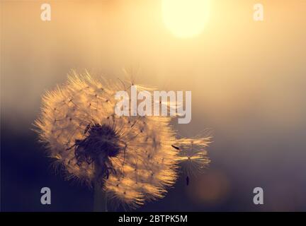 Vintage look of a dandelion silhouette against sunset with seeds Stock Photo