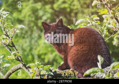 black cat sitting on a tree branch, sunny day, green background Stock Photo