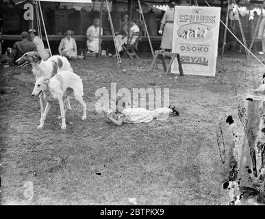 RICHMOND CHAMPIONSHIP DOG SHOW