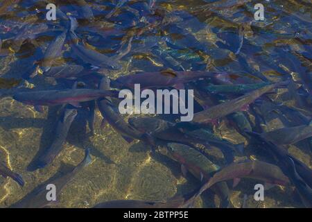 Herd of rainbow trouts swimming in a breeding tan Stock Photo