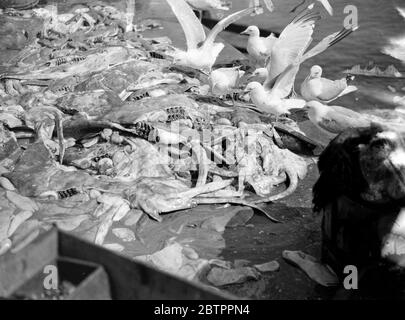 Seagulls scavenging offal. 1933 Stock Photo