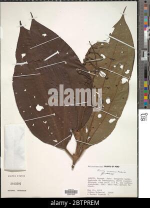 Miconia paleacea Cogn Miconia paleacea Cogn Stock Photo - Alamy