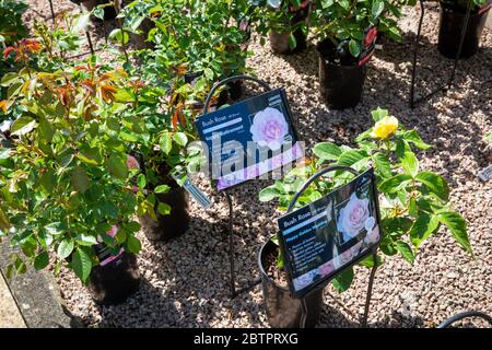 A British garden centre with a variety of rose plants for sale on display Stock Photo