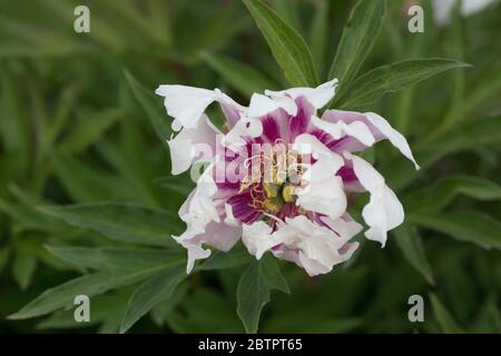 Paeonia 'Ballarena De Saval'. Stock Photo