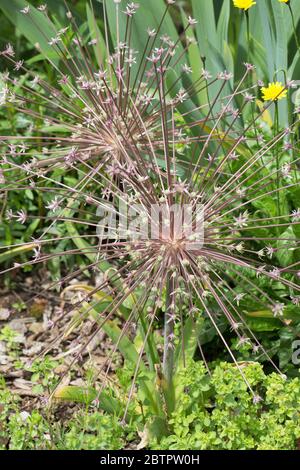 Allium schubertii - ornamental onion. Stock Photo