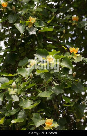 Liriodendron tulipifera at the Oregon Garden in Silverton, OR, planted from seeds from a tulip tree at Mount Vernon, planted by George Washington. Stock Photo