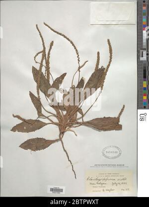 Plantago depressa Willd. Stock Photo