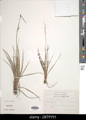 Rhynchospora arenicola Uittien. Stock Photo