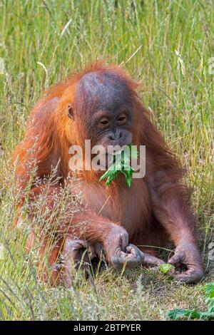 Young Sumatran orangutan (Pongo abelii) eating leaves, native to the Indonesian island of Sumatra Stock Photo