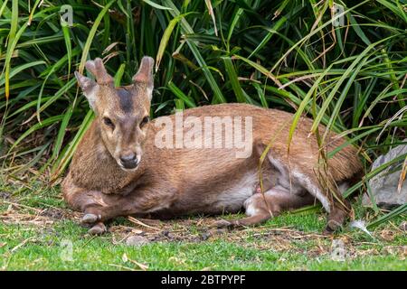 Indian hog deer (Hyelaphus porcinus / Axis porcinus) male with newly developed antlers covered in velvet resting in undergrowth, native to Asia Stock Photo