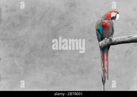 black and white colored parrot sitting on a tree branch in front of grey paper background, placeholder for lots of text Stock Photo