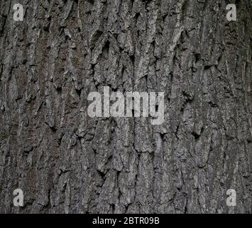 Bark without defects of the trunk of an oak tree with a gradient of natural light. Textured background. Sharpness across the entire field of the frame Stock Photo
