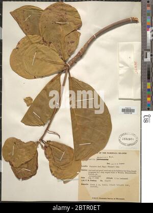 Terminalia samoensis Rech. Stock Photo