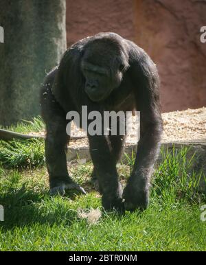 Western Lowland Gorillas Calgary Zoo Alberta Stock Photo