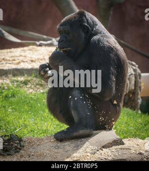 Western Lowland Gorillas Calgary Zoo Alberta Stock Photo
