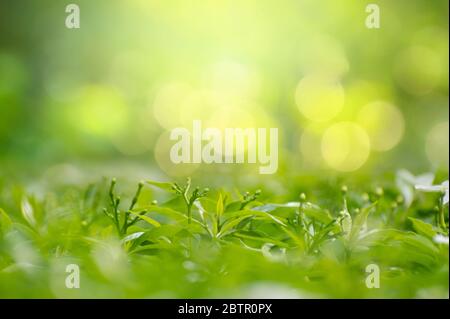Leaf background bokeh blur green background Stock Photo