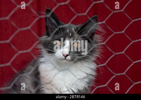 A norwegian forest cat kitten in cat run on a sunny summer day Stock Photo