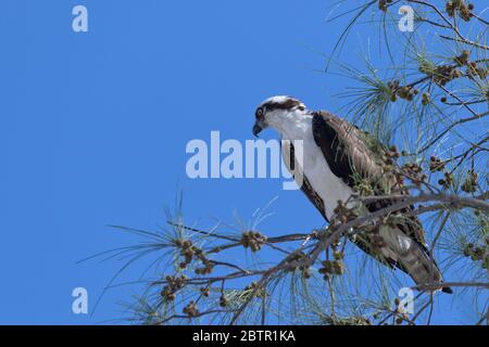 Beautiful osprey with wide-eyed bird of prey gaze in pine tree on Sanibel Causeway Islands in Florida
