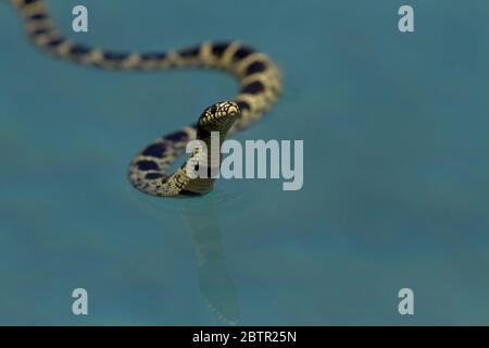Common kingsnake raising its head is a natural surprise slithering through swimming pool water in Tucson, Arizona Stock Photo