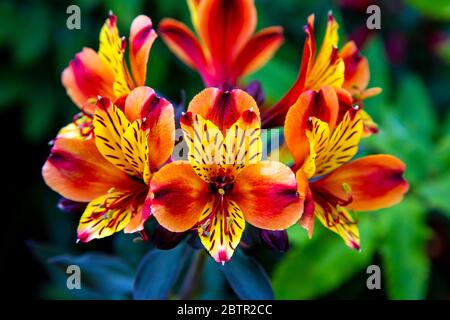 Bright yellow orange and red flowers with small stripes, Alstroemeria Indian Summer 'Tesronto' aka Peruvian lily flowers or Lily of the Incas