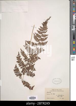 Athyrium sp Athyrium sp Stock Photo - Alamy