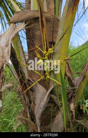 Young tiny yellow coconuts grow on a palm tree.. Flower young co Stock Photo